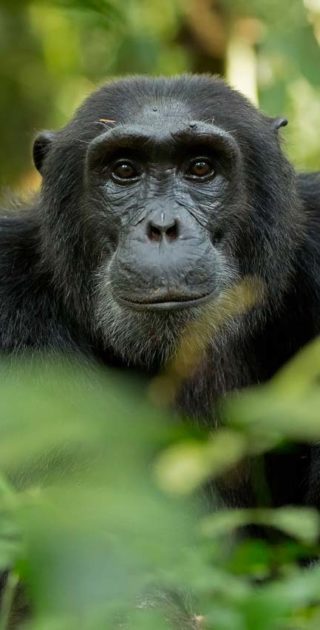 slideshow_itineraire_ouganda_10nuits_2