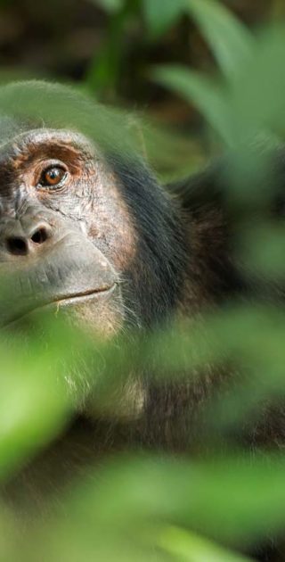 slideshow_itineraire_ouganda_10nuits_3