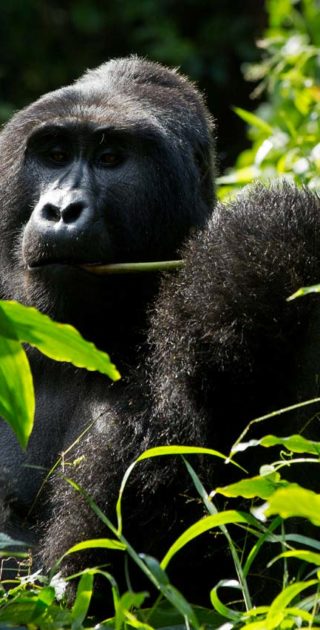 slideshow_itineraire_ouganda_10nuits_6