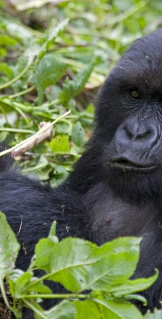 slideshow_itineraire_ouganda_7nuits_2