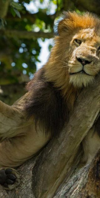 slideshow_itineraire_ouganda_7nuits_3