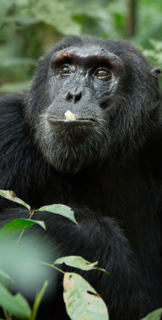 slideshow_itineraire_ouganda_7nuits_4