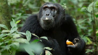 Actualités sanitaires pour un safari en Ouganda. (29/05/2021)