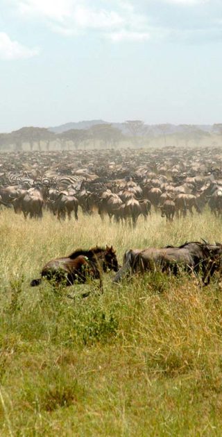 slideshow_itineraire_tanzanie_10nuits_3