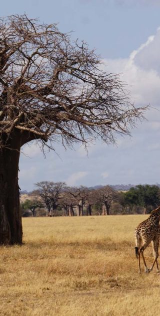 slideshow_itineraire_tanzanie_9nuits_mafia_1