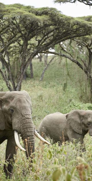 slideshow_itineraire_tanzanie_9nuits_mafia_3