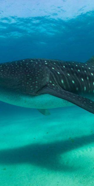 slideshow_itineraire_tanzanie_mafia