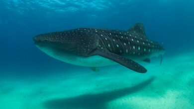 Jumeirah s’implante en Tanzanie (13/12/2024)