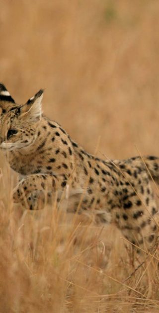 slideshow_kenya_9nuit_6