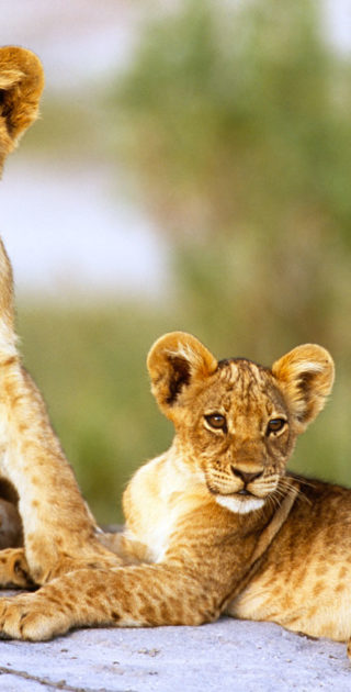 slideshow_parc_amboseli_10