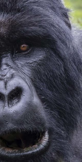 slideshow_parc_bwindi_10