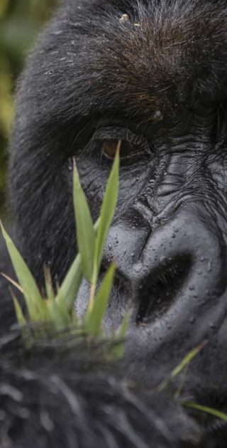 slideshow_parc_bwindi_7