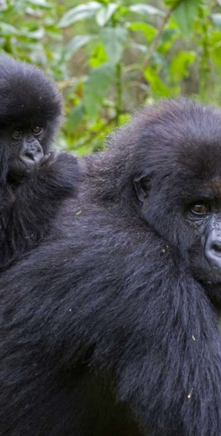 slideshow_parc_bwindi_8