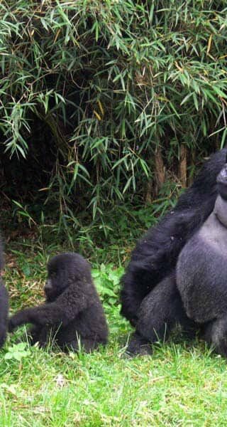 slideshow_parc_bwindi_9