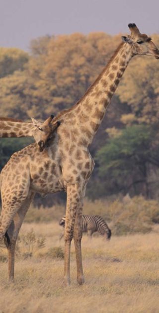 slideshow_parc_chobe_10