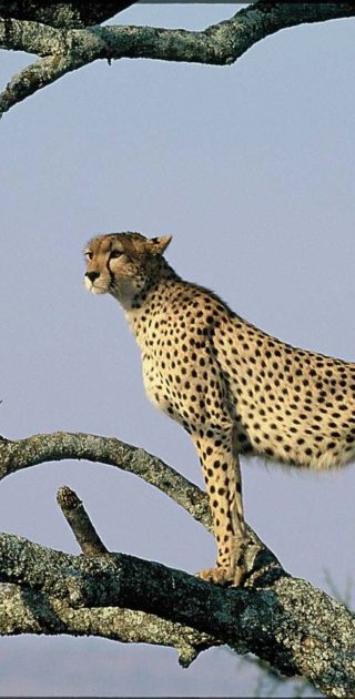 slideshow_parc_chobe_11