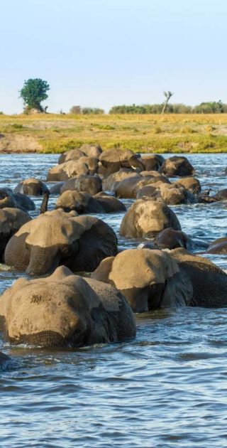 slideshow_parc_chobe_7