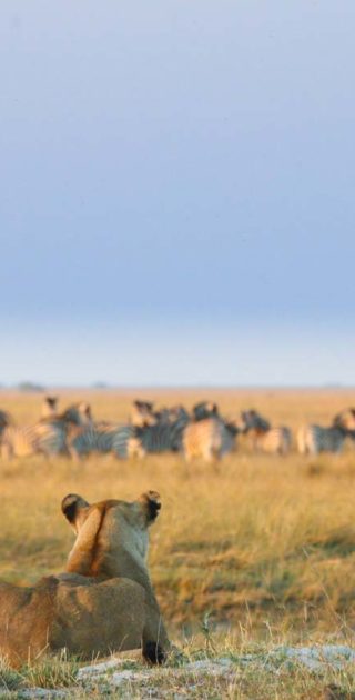 slideshow_parc_chobe_9