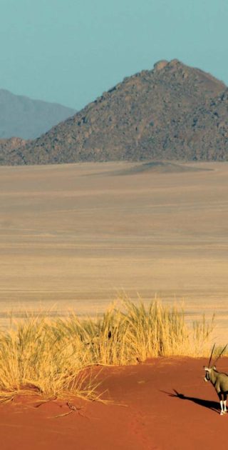 slideshow_parc_desert_namib_5