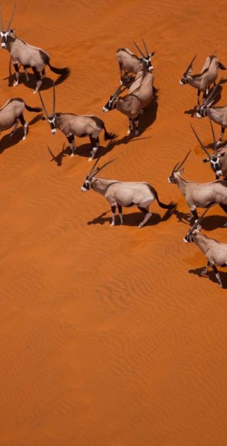 slideshow_parc_desert_namib_6