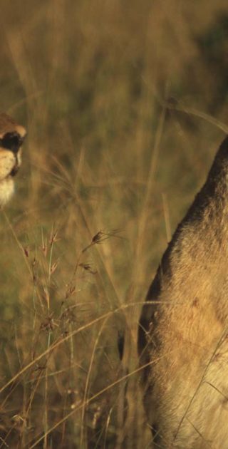 slideshow_parc_etosha_10