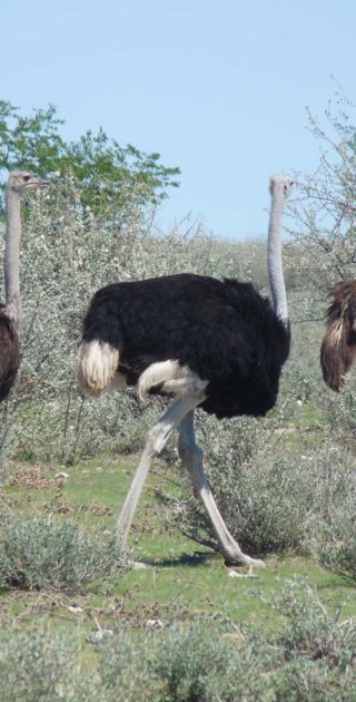 slideshow_parc_etosha_4
