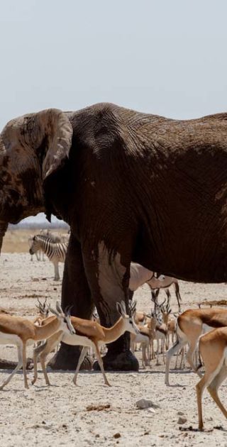 slideshow_parc_etosha_5