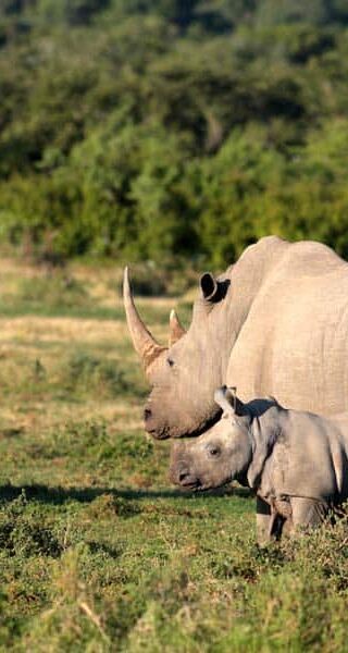slideshow_parc_etosha_6