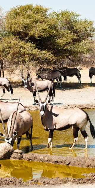 slideshow_parc_etosha_7