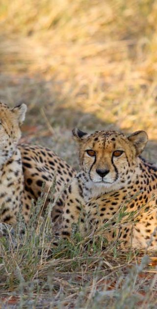 slideshow_parc_etosha_8
