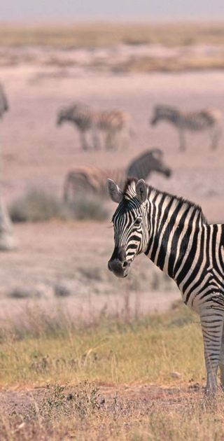 slideshow_parc_etosha_9