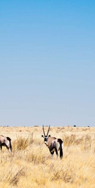 slideshow_parc_kalahari_6