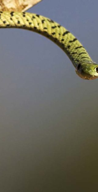 slideshow_parc_kavango_1