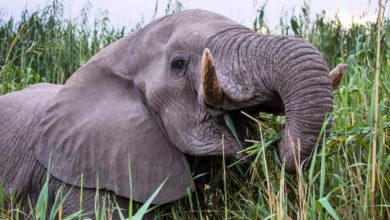 Les bonnes nouvelles s’enchainent ! (09/01/2021)