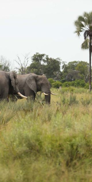 slideshow_parc_kavango_3