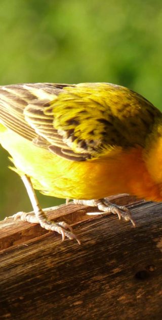 slideshow_parc_lac_baringo_bogoria_6