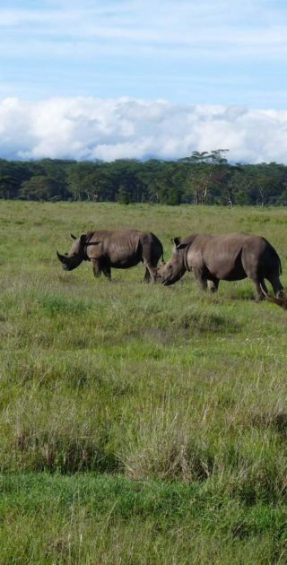 slideshow_parc_lac_nakuru_10