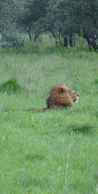 slideshow_parc_lac_nakuru_7