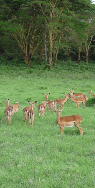slideshow_parc_lac_nakuru_9