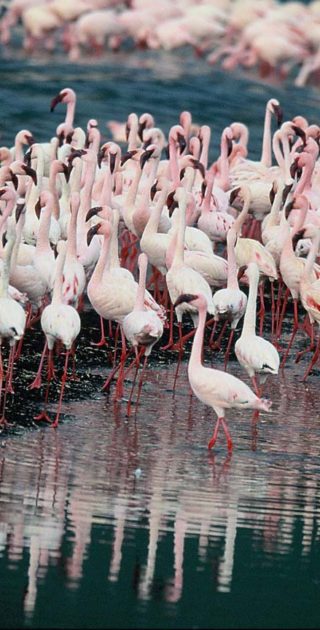 slideshow_parc_lac_natron_7