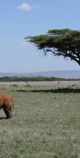 slideshow_parc_lewa_downs_9