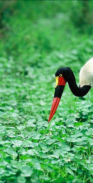 slideshow_parc_manyara_1