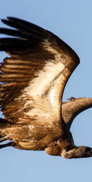 slideshow_parc_manyara_2