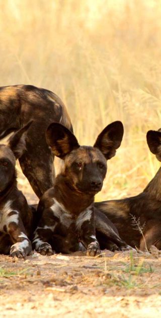 slideshow_parc_manyara_4