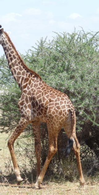 slideshow_parc_manyara_5