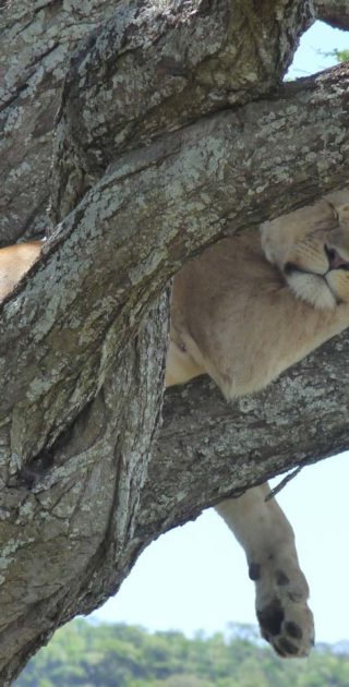 slideshow_parc_manyara_6