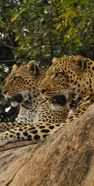 slideshow_parc_masai_mara_10