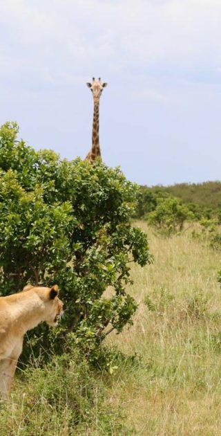 slideshow_parc_masai_mara_11