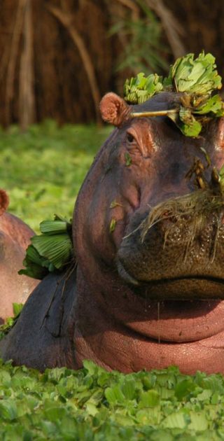 slideshow_parc_masai_mara_5