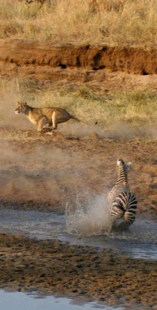slideshow_parc_masai_mara_6